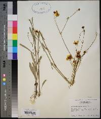 Coreopsis gladiata image