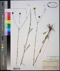 Coreopsis linifolia image