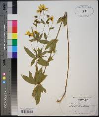 Coreopsis major image