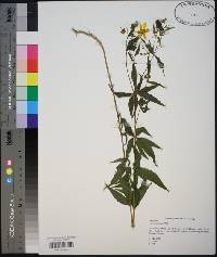 Coreopsis major image