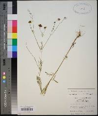 Coreopsis tinctoria image