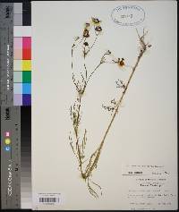 Coreopsis tinctoria image