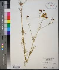 Coreopsis tinctoria image