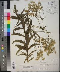 Eupatorium album image