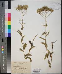 Eupatorium album image