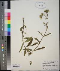 Eupatorium album image