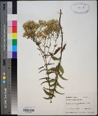 Eupatorium album image