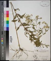 Eupatorium semiserratum image