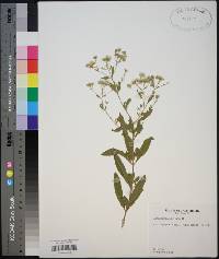 Eupatorium semiserratum image