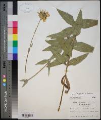 Helianthus mollis image