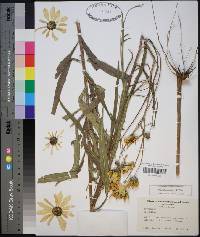 Helianthus simulans image