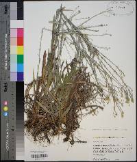 Pityopsis graminifolia image