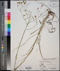 Pityopsis graminifolia image