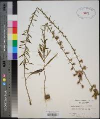 Liatris squarrulosa image