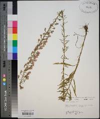 Liatris gracilis image