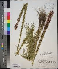 Liatris pycnostachya image