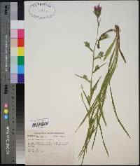 Liatris squarrosa image