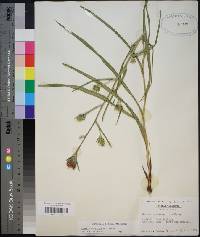 Liatris squarrosa image