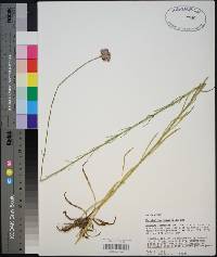 Marshallia graminifolia var. cynanthera image