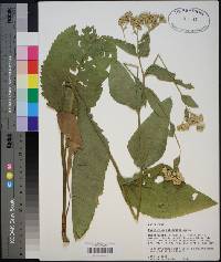 Parthenium integrifolium image