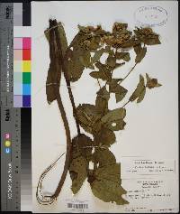 Pluchea foetida image