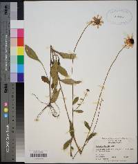 Rudbeckia fulgida image