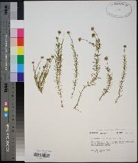 Sclerolepis uniflora image