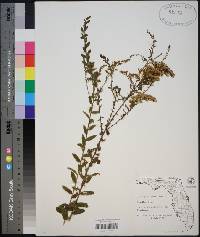 Solidago fistulosa image