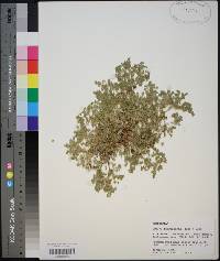 Soliva sessilis image