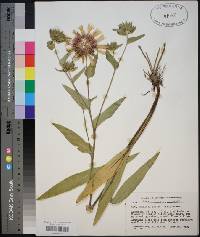 Stokesia laevis image