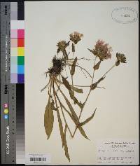 Stokesia laevis image