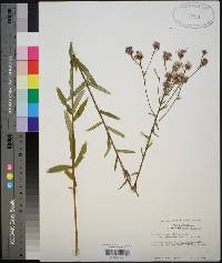 Vernonia angustifolia var. scaberrima image