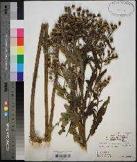 Vernonia baldwinii subsp. baldwinii image