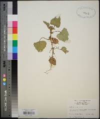 Xanthium strumarium var. glabratum image