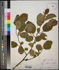 Alnus rugosa image