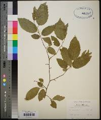 Carpinus caroliniana subsp. virginiana image