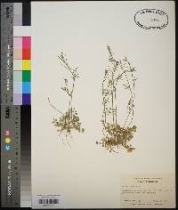 Cardamine hirsuta image