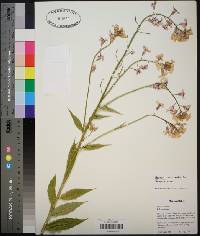 Hesperis matronalis image