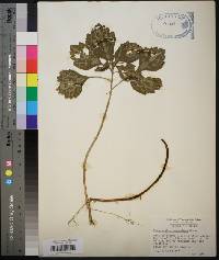 Pachysandra procumbens image