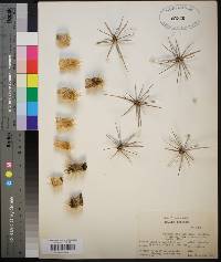 Echinocactus polycephalus image