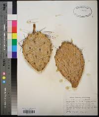 Opuntia stricta image