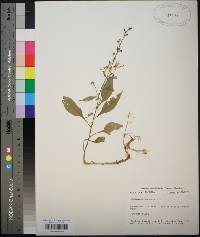 Campanulastrum americanum image