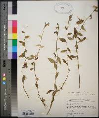 Lobelia flaccidifolia image