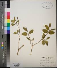 Lonicera canadensis image