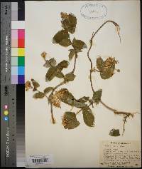 Lonicera flava image