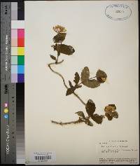 Lonicera flava image