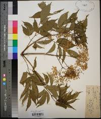 Sambucus nigra image