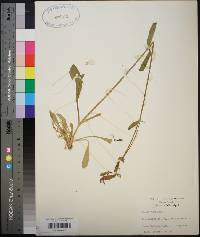 Silene virginica image