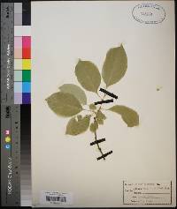 Celastrus scandens image