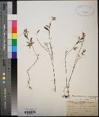 Helianthemum corymbosum image